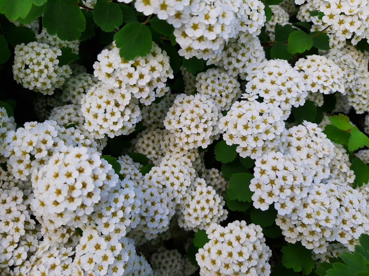 Весенний кустарник с красивыми белыми цветочками