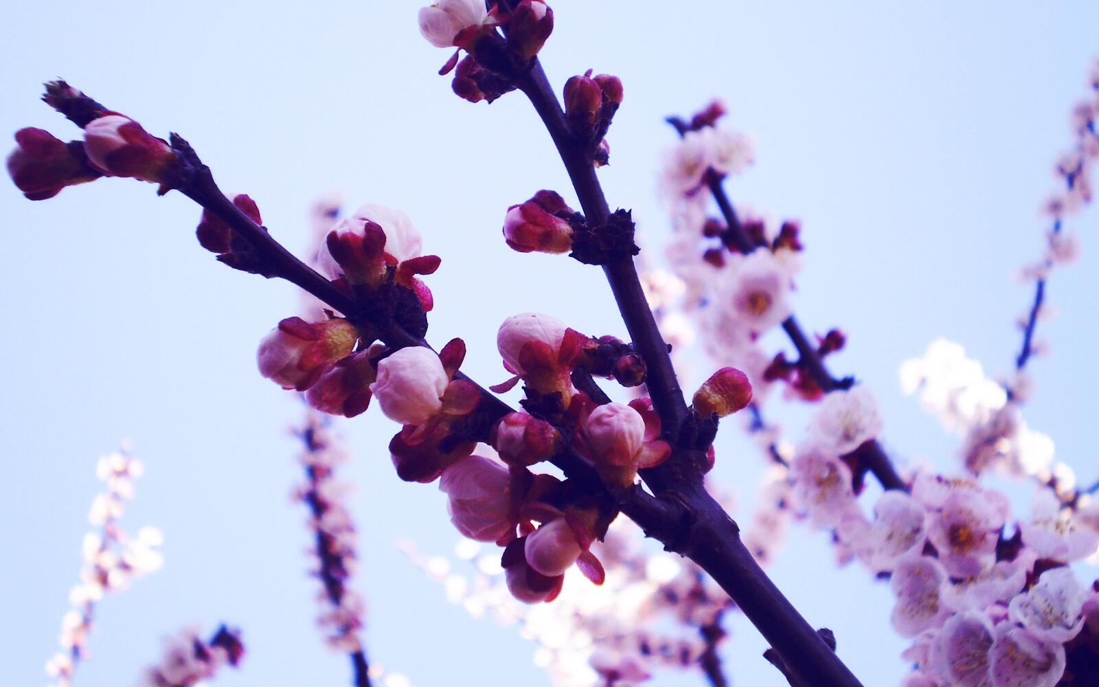 Бесплатное фото Цветы вишни