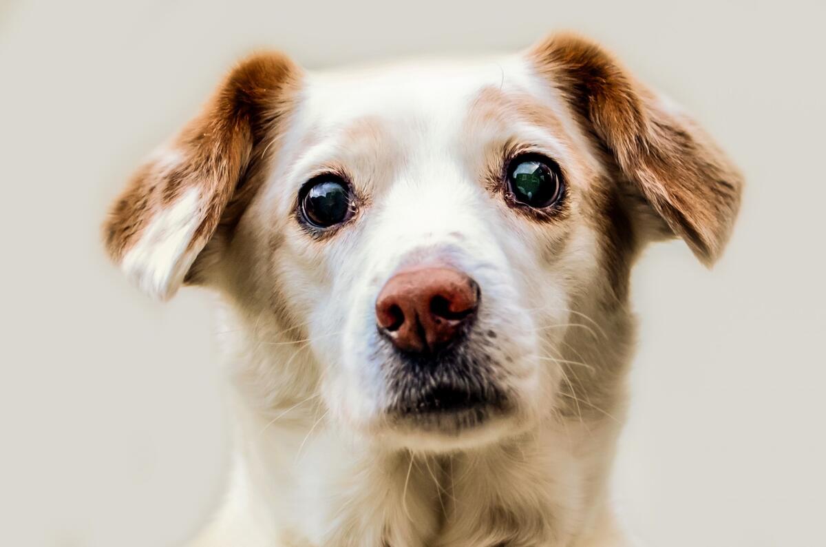 Portrait of a lop-eared puppy