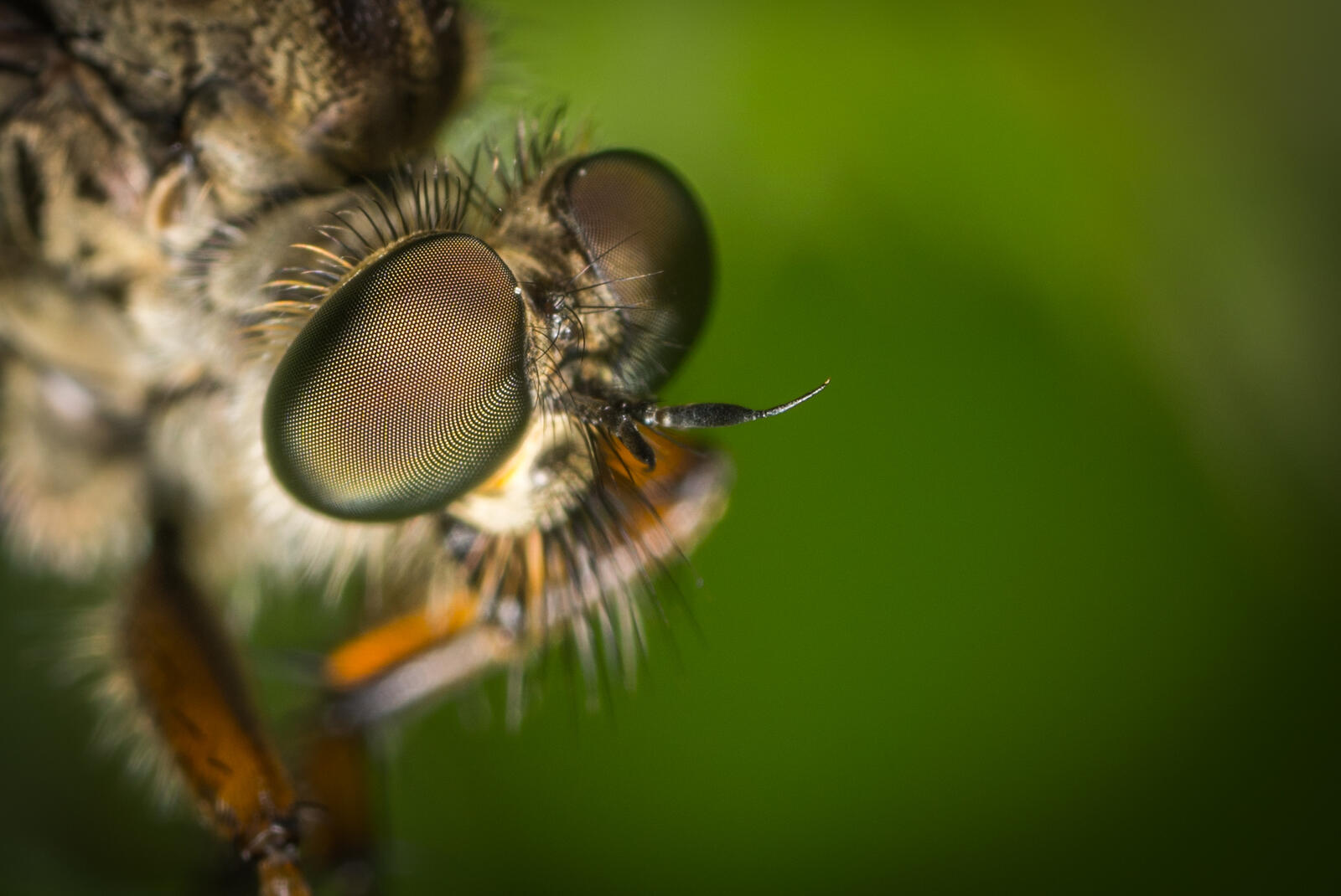 Бесплатное фото Глаза пчелы крупным планом