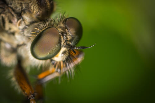 Глаза пчелы крупным планом