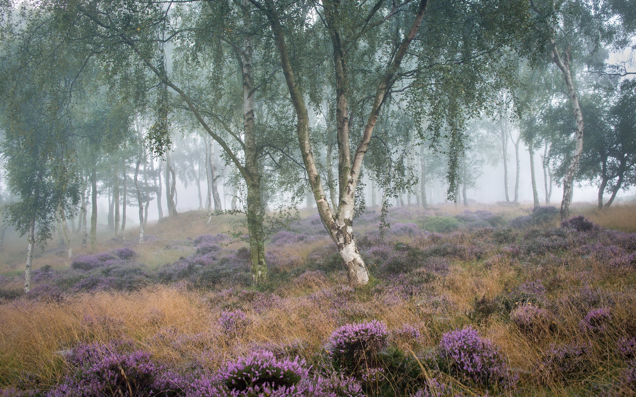 Wallpaper fog in the woods