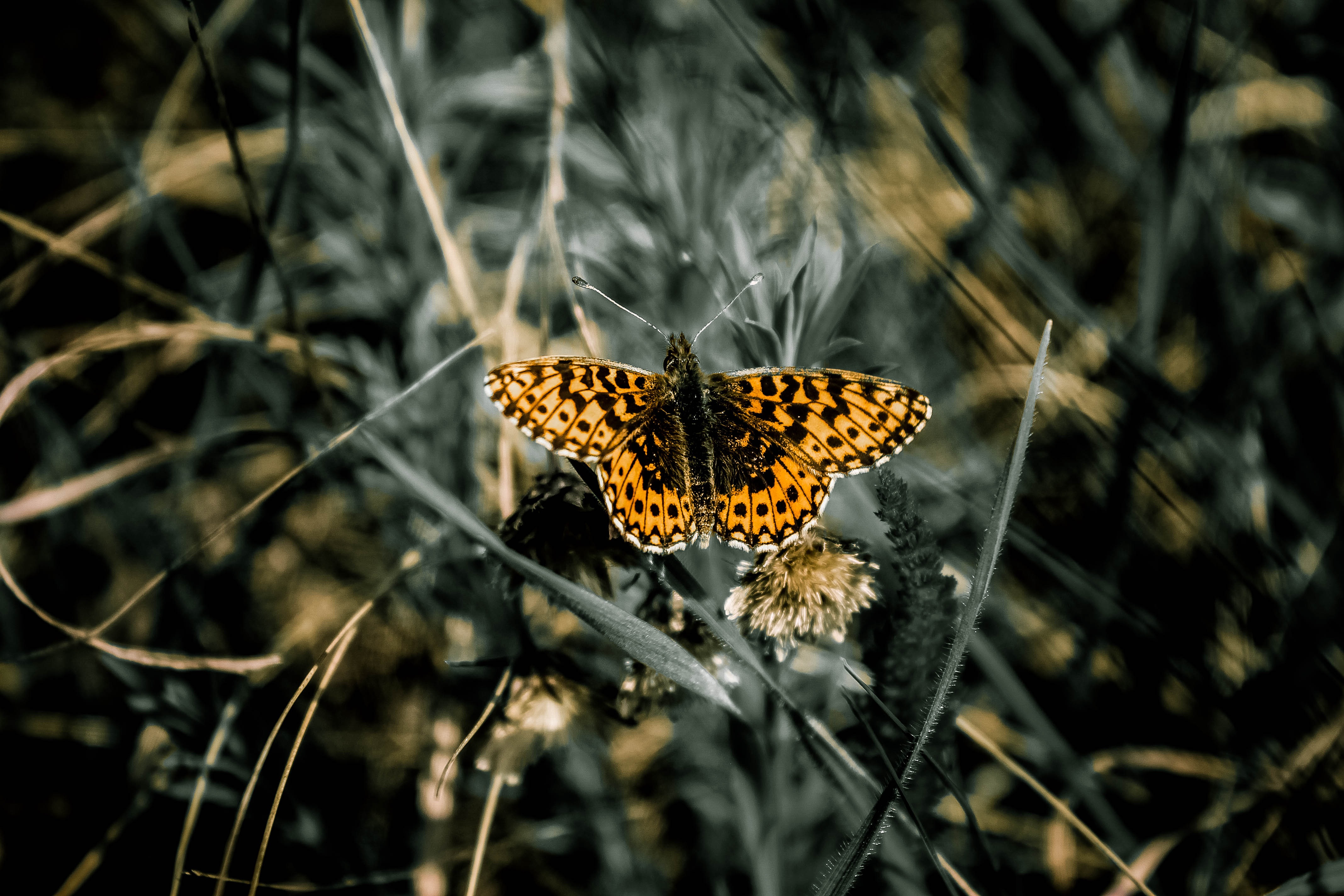草地上的美丽蝴蝶