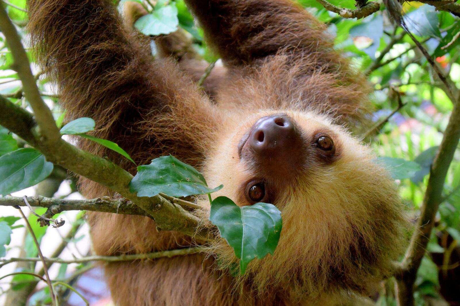 Free photo Three toed sloth