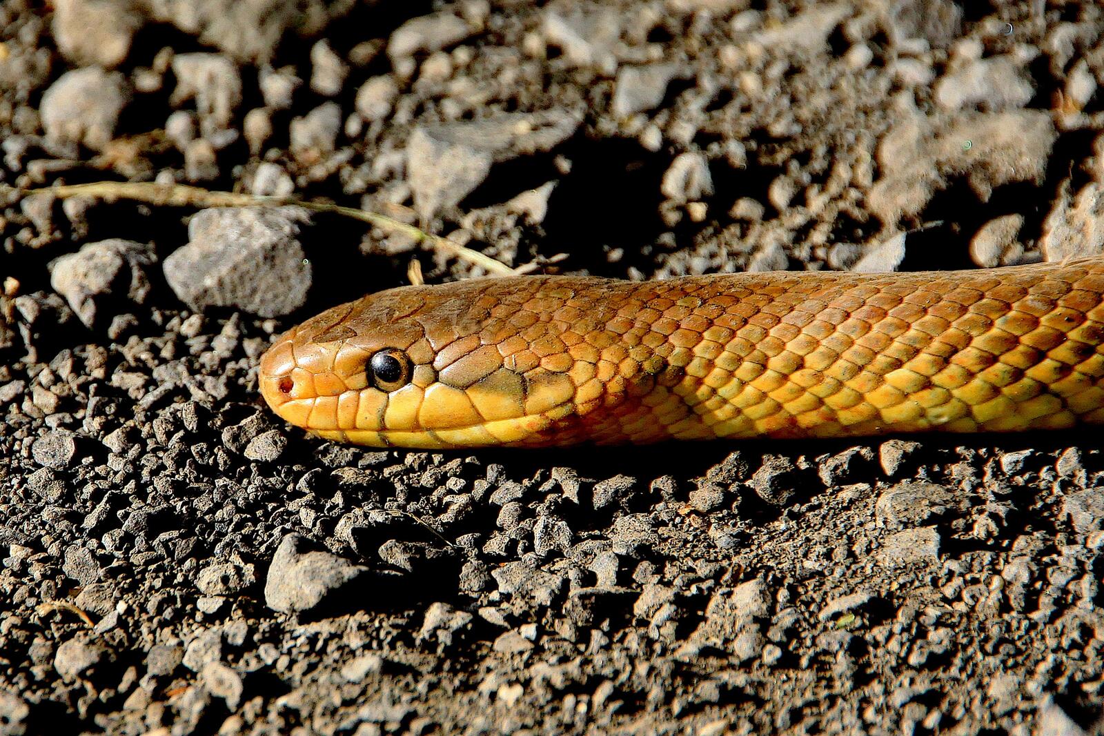 Бесплатное фото Царская змея ползет по грунту
