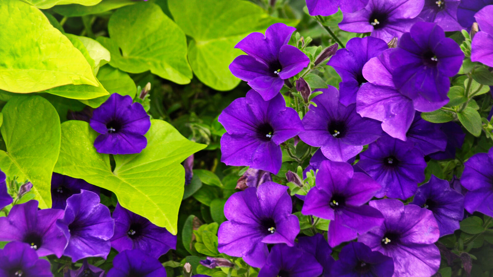 Free photo Shrub with blooming purple flowers