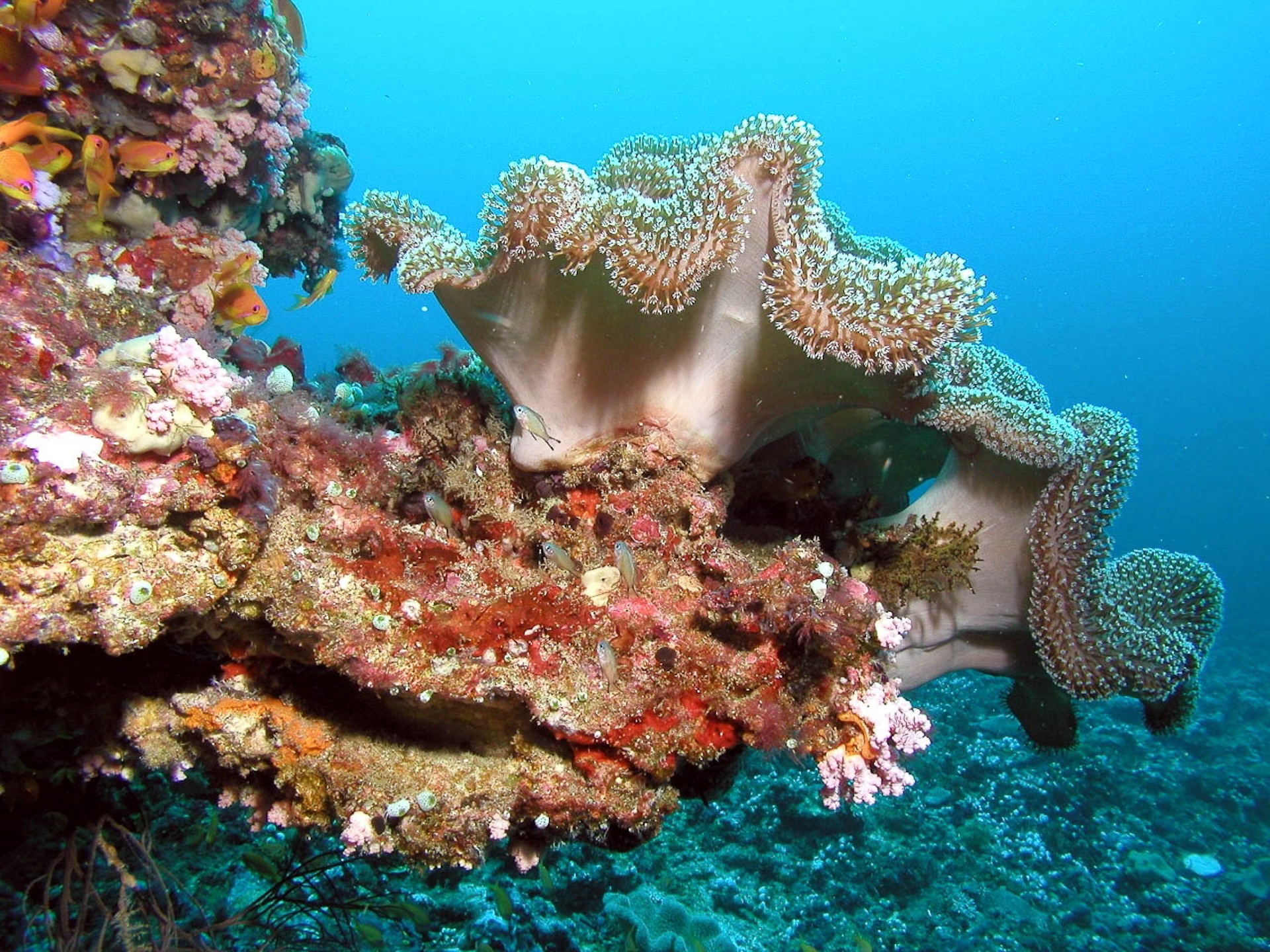 Коралловый риф на Мальдивах