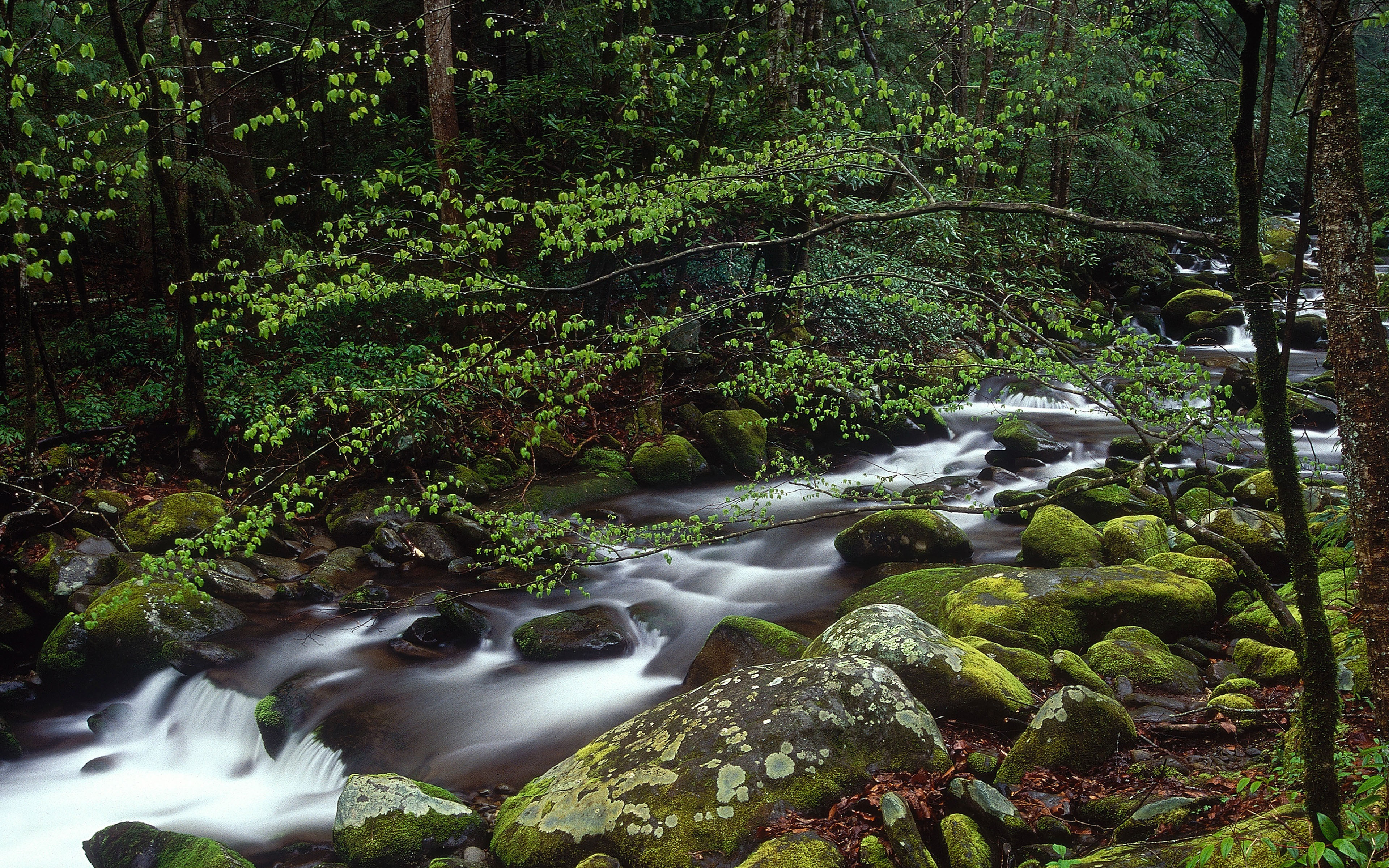 树林中的一条老河，沿着长满青苔的岩石前进