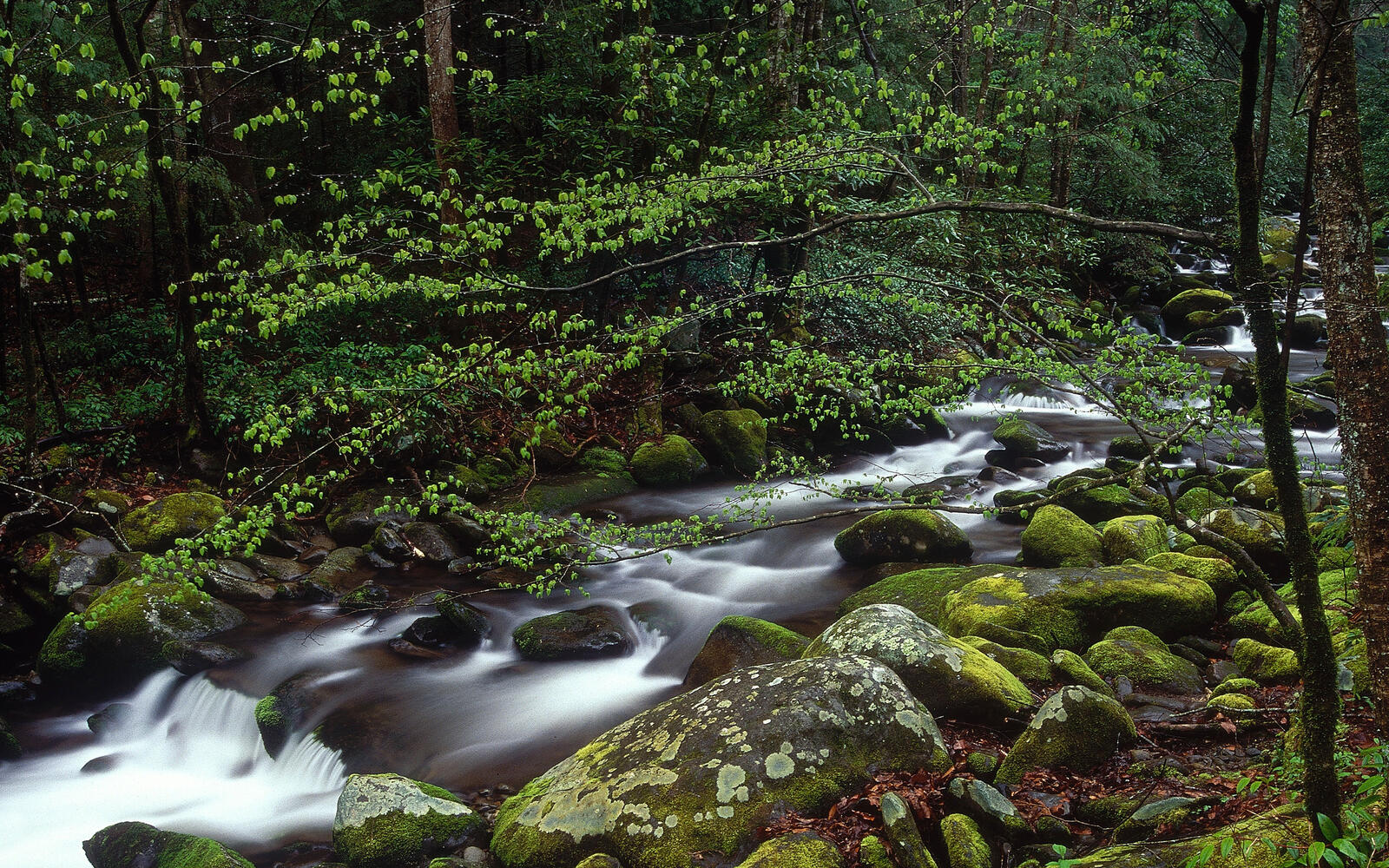 Бесплатное фото Старая река в лесу вдоль камней покрытых мохом