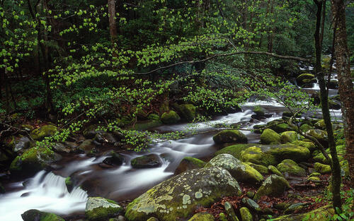 Старая река в лесу вдоль камней покрытых мохом