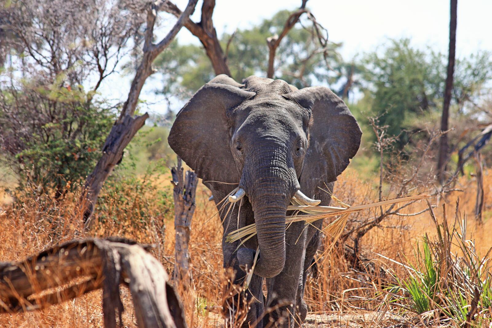 Бесплатное фото Большой африканский слон в поисках пищи