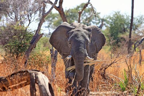 Большой африканский слон в поисках пищи