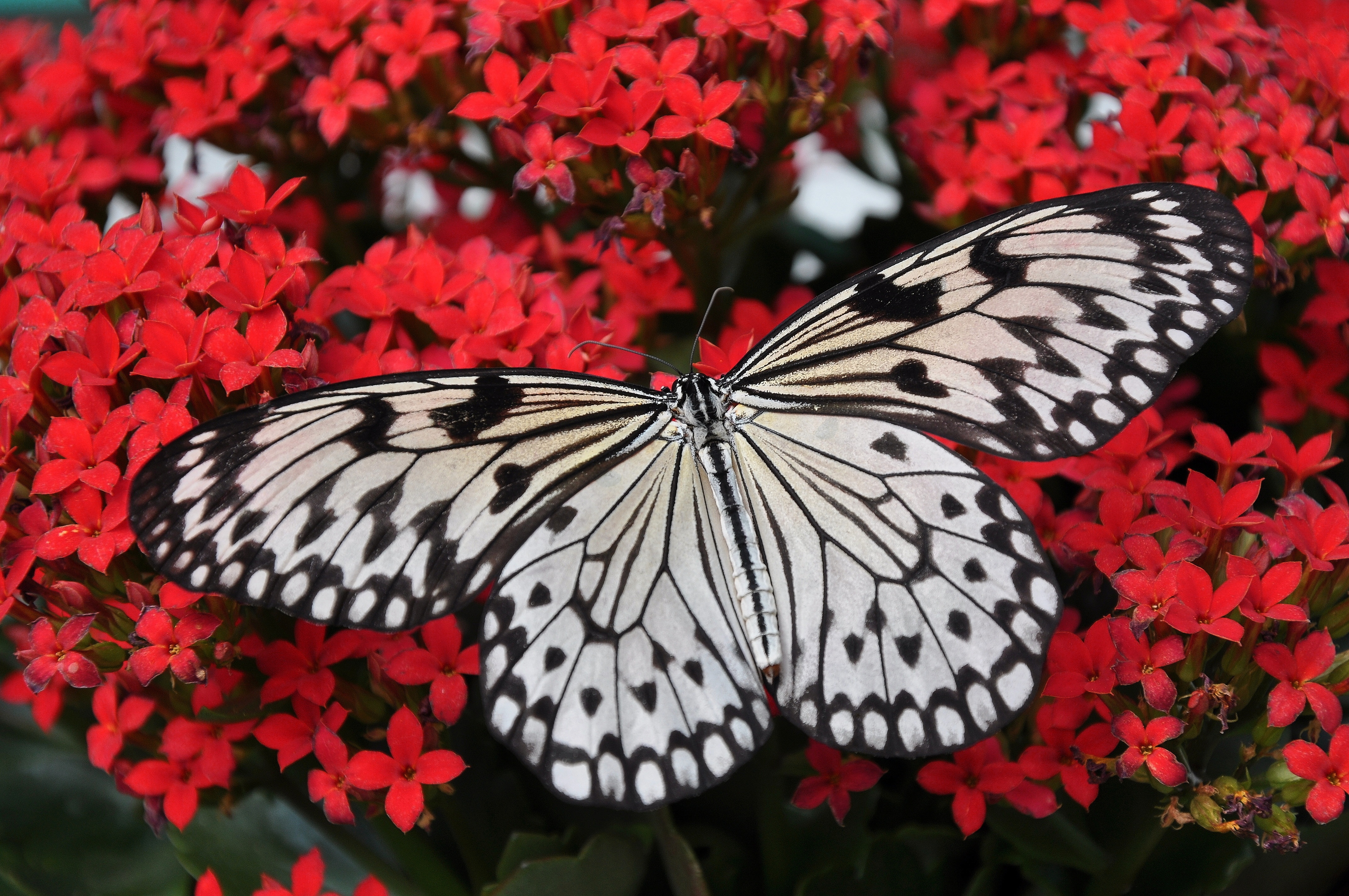 A white butterfly sits on red flowers.