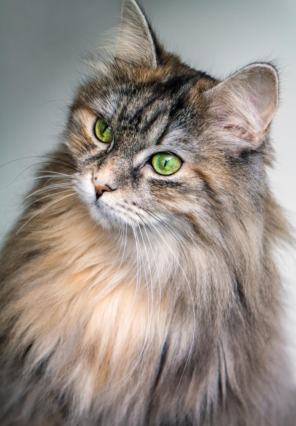 A fluffy cat with green eyes