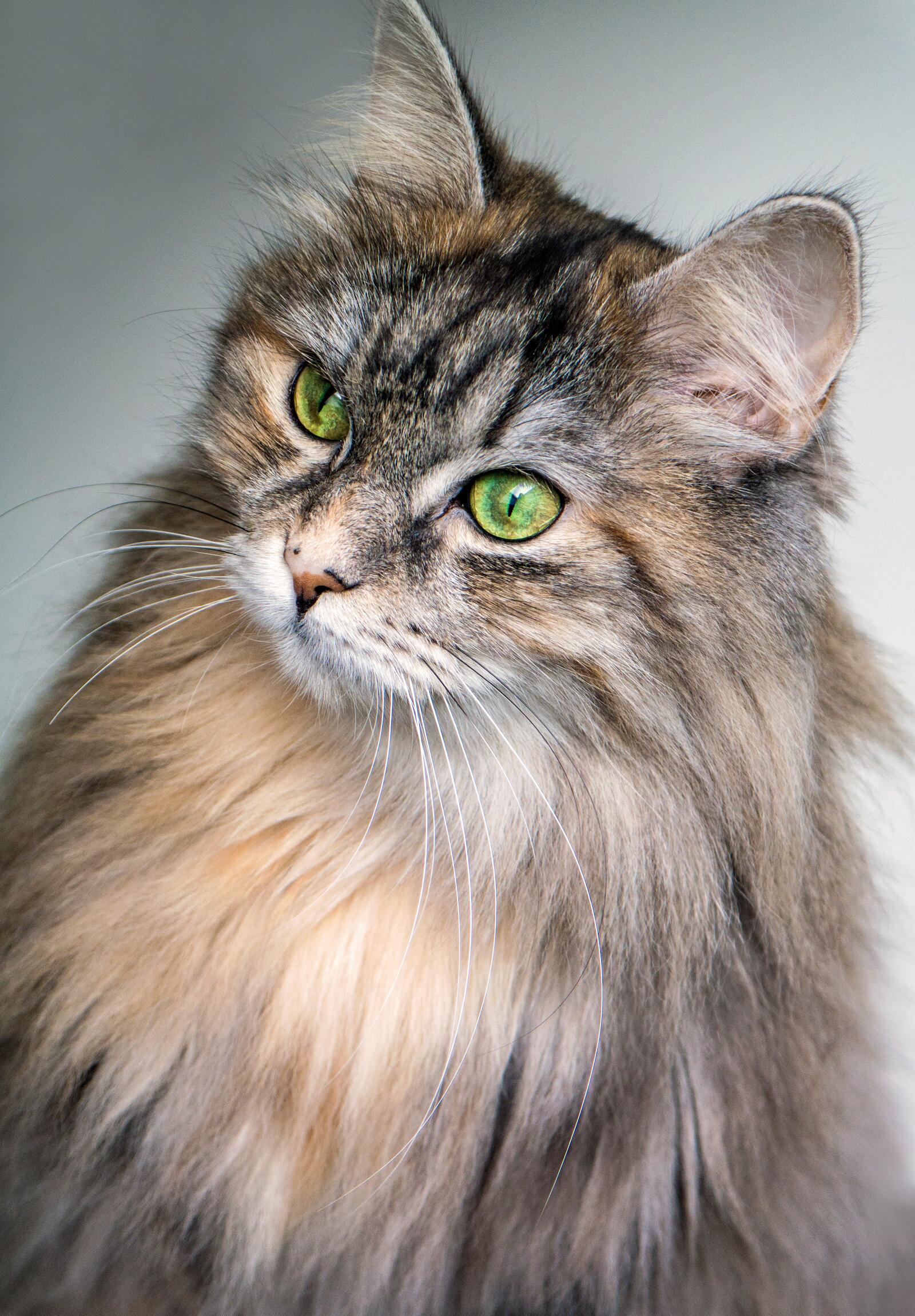 Бесплатное фото Пушистый кот с зелеными глазами
