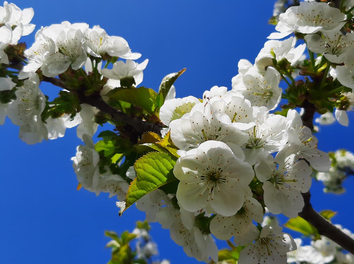 Белые цветы цветущей черешни