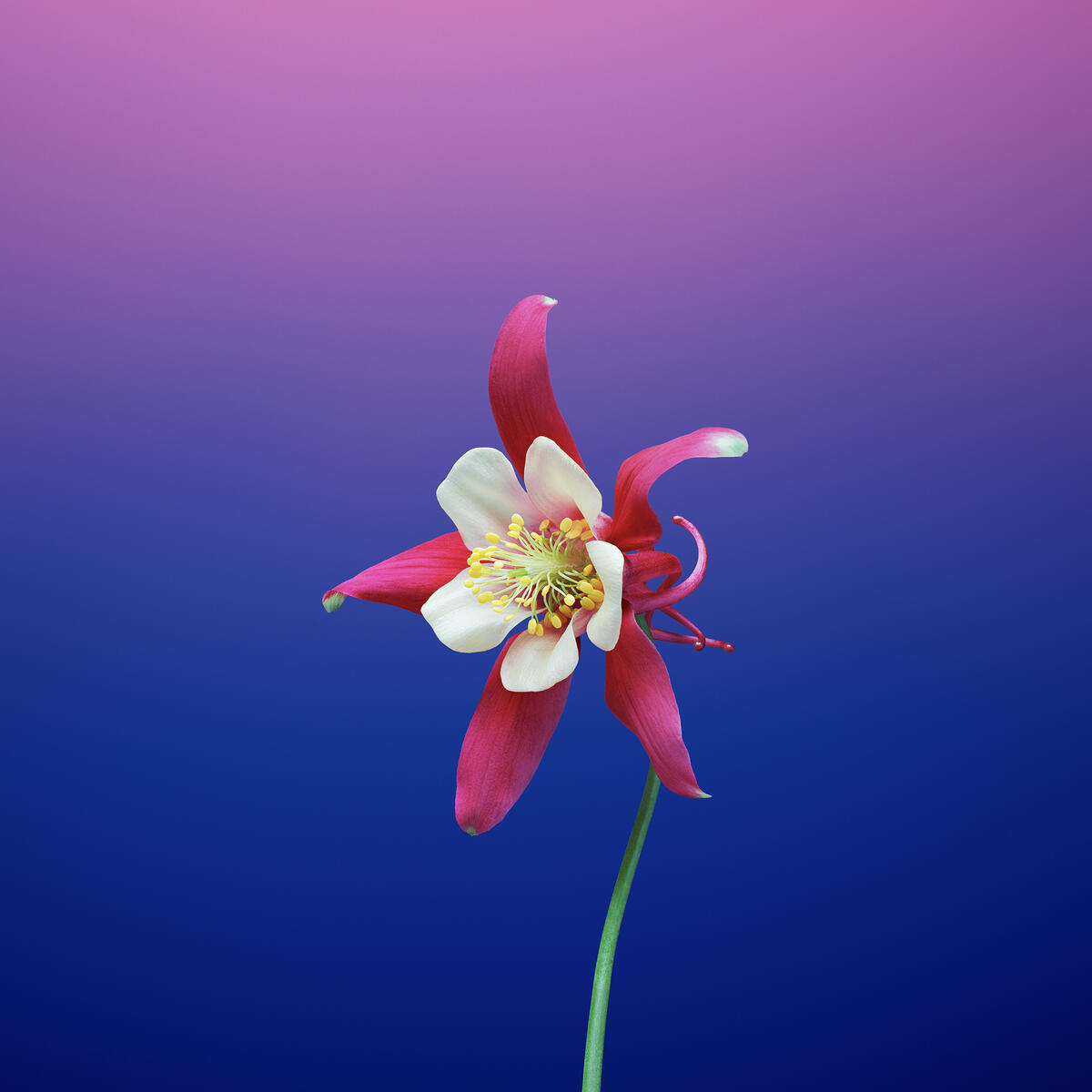A flower on a plain blue background