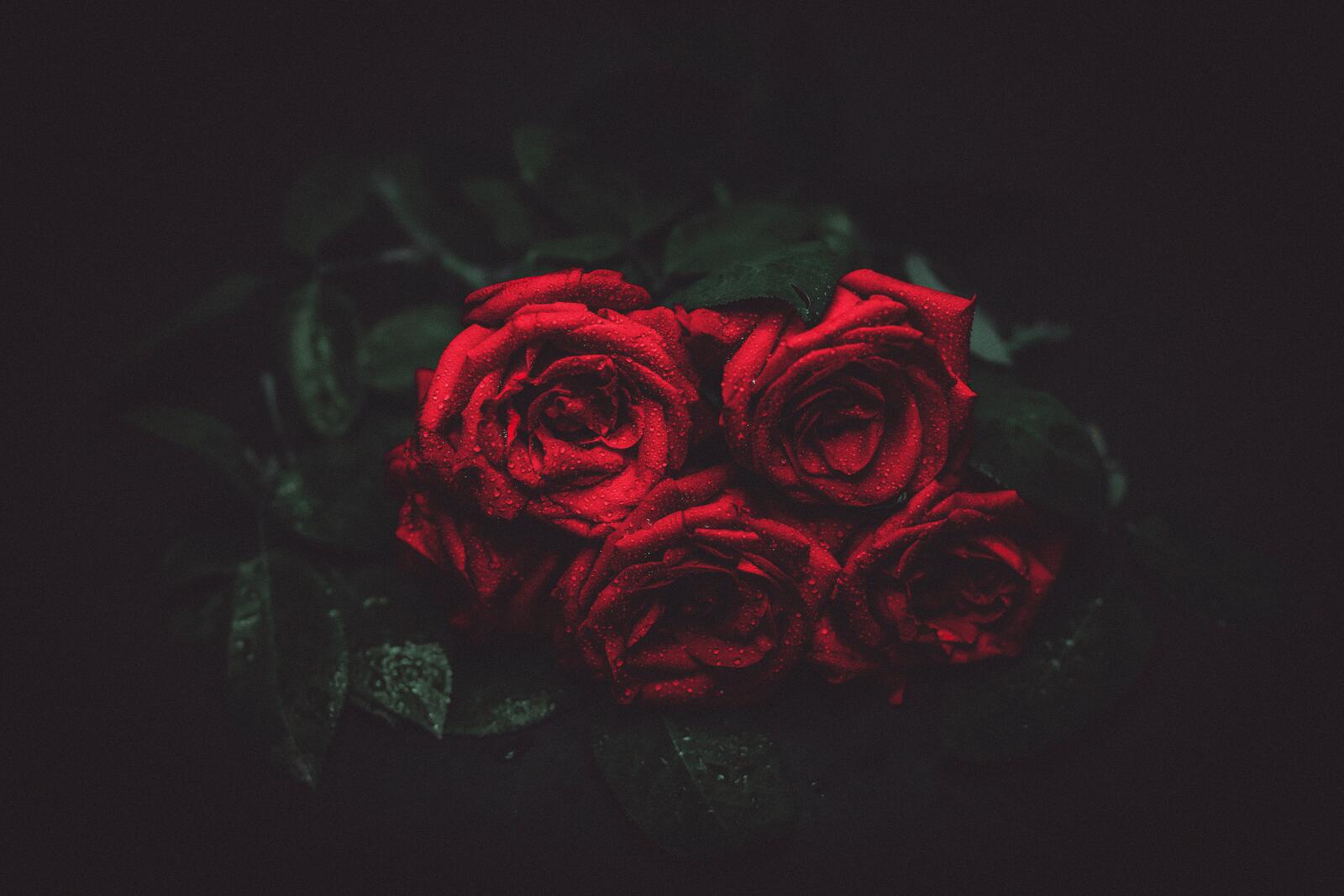 Бесплатное фото Дикие красные розы на темном фоне