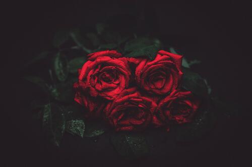 Дикие красные розы на темном фоне