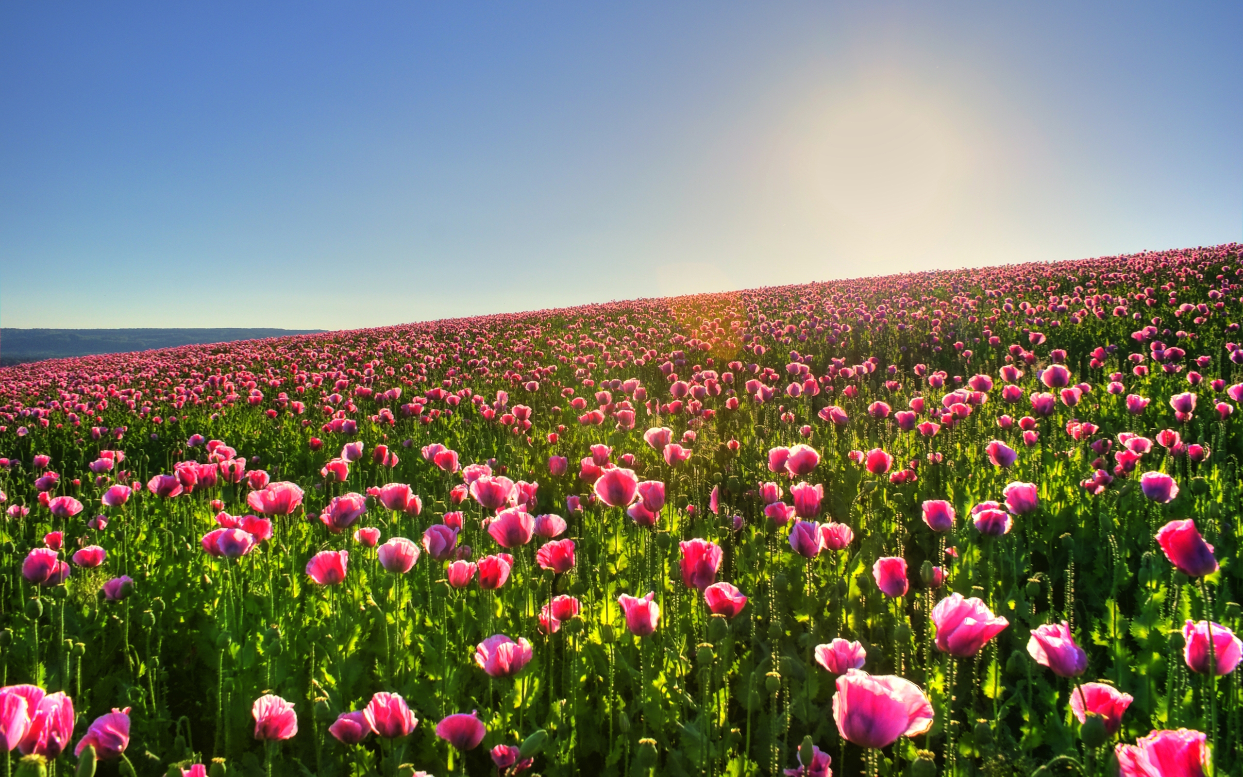 A large field of pink poppies