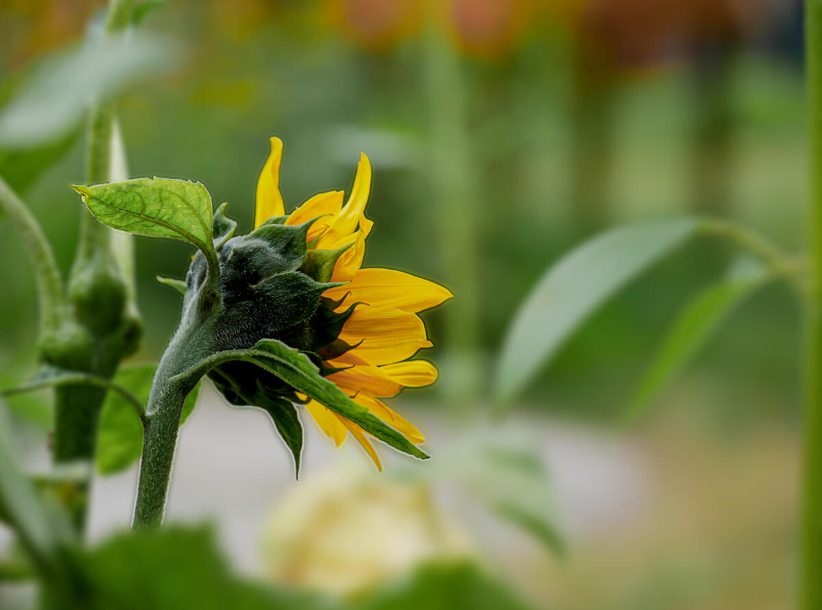 Sunflower flower on a blurred background