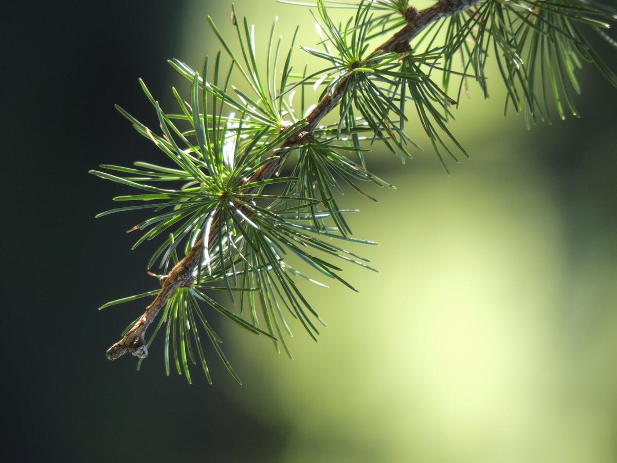 Spruce needles on the branch