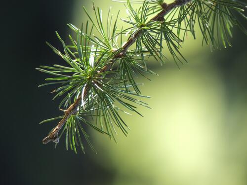 Spruce needles on the branch