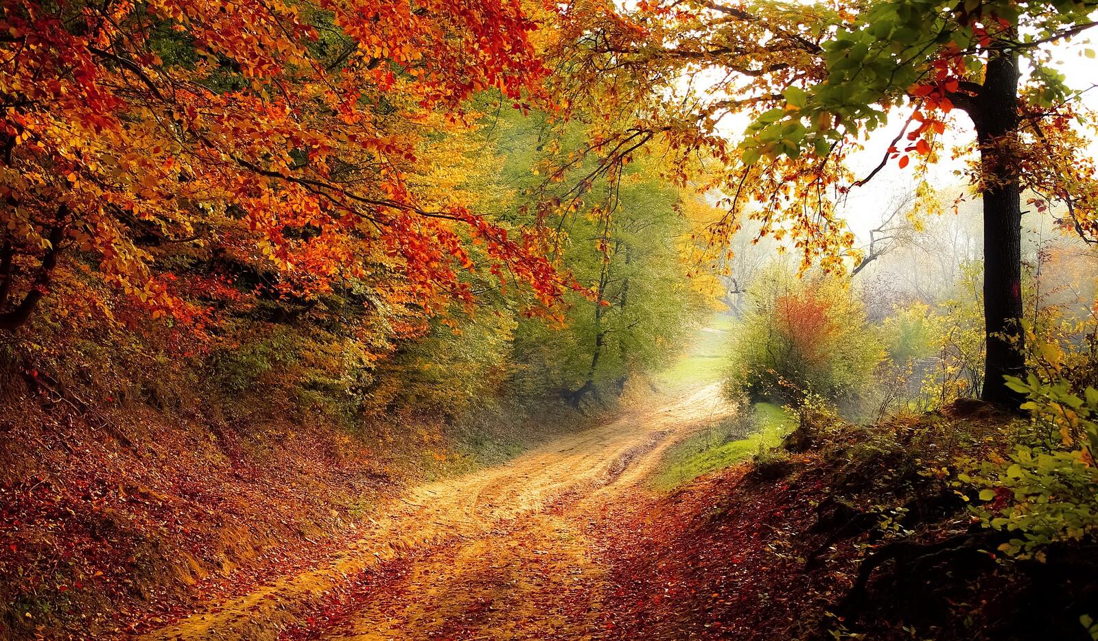 Free photo A forested fall road