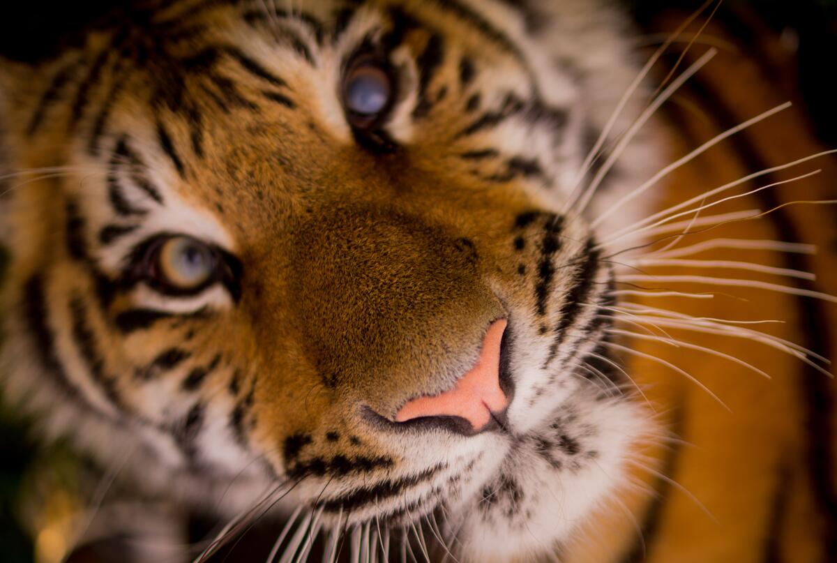 Nice tiger face