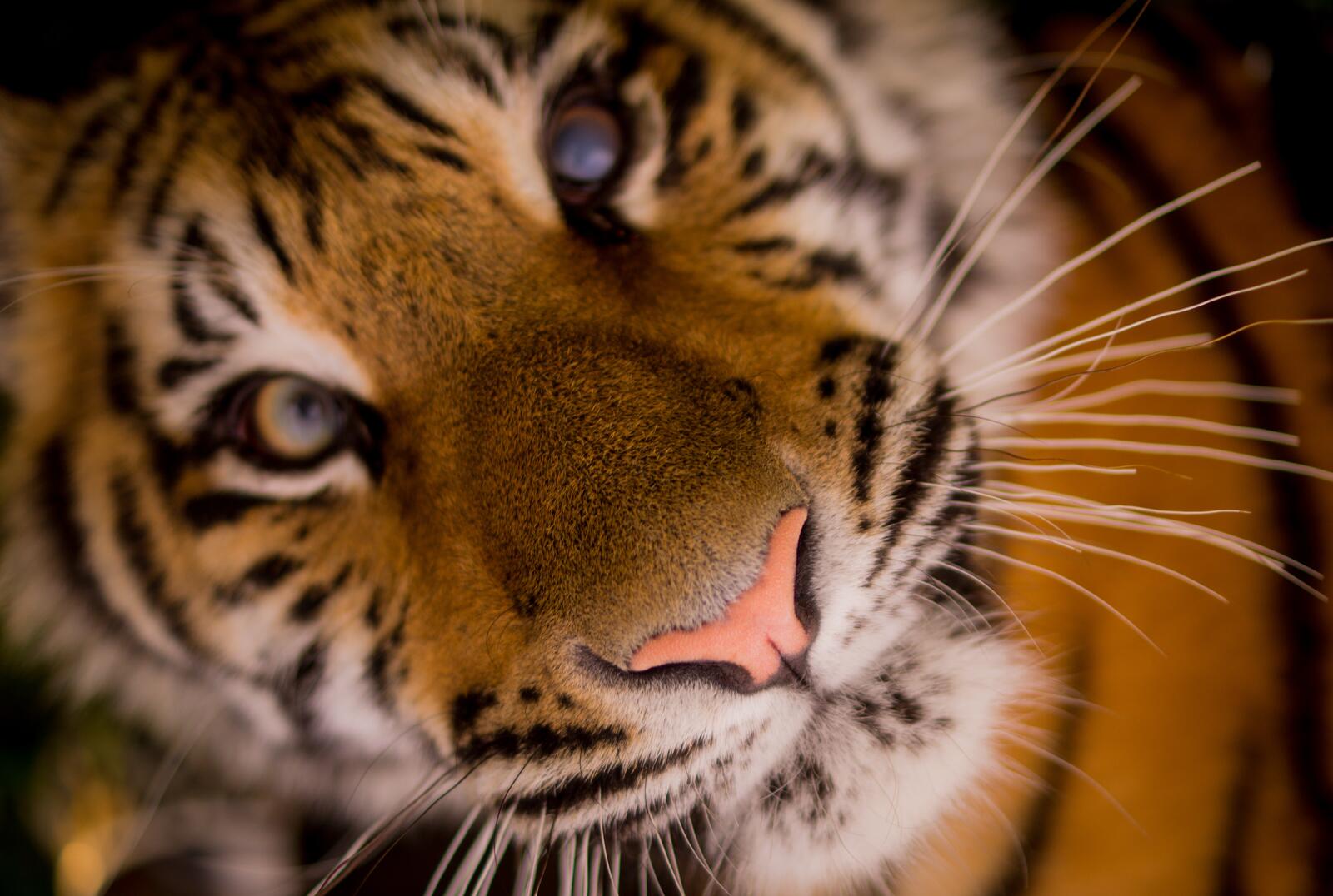 Бесплатное фото Милая морда тигра