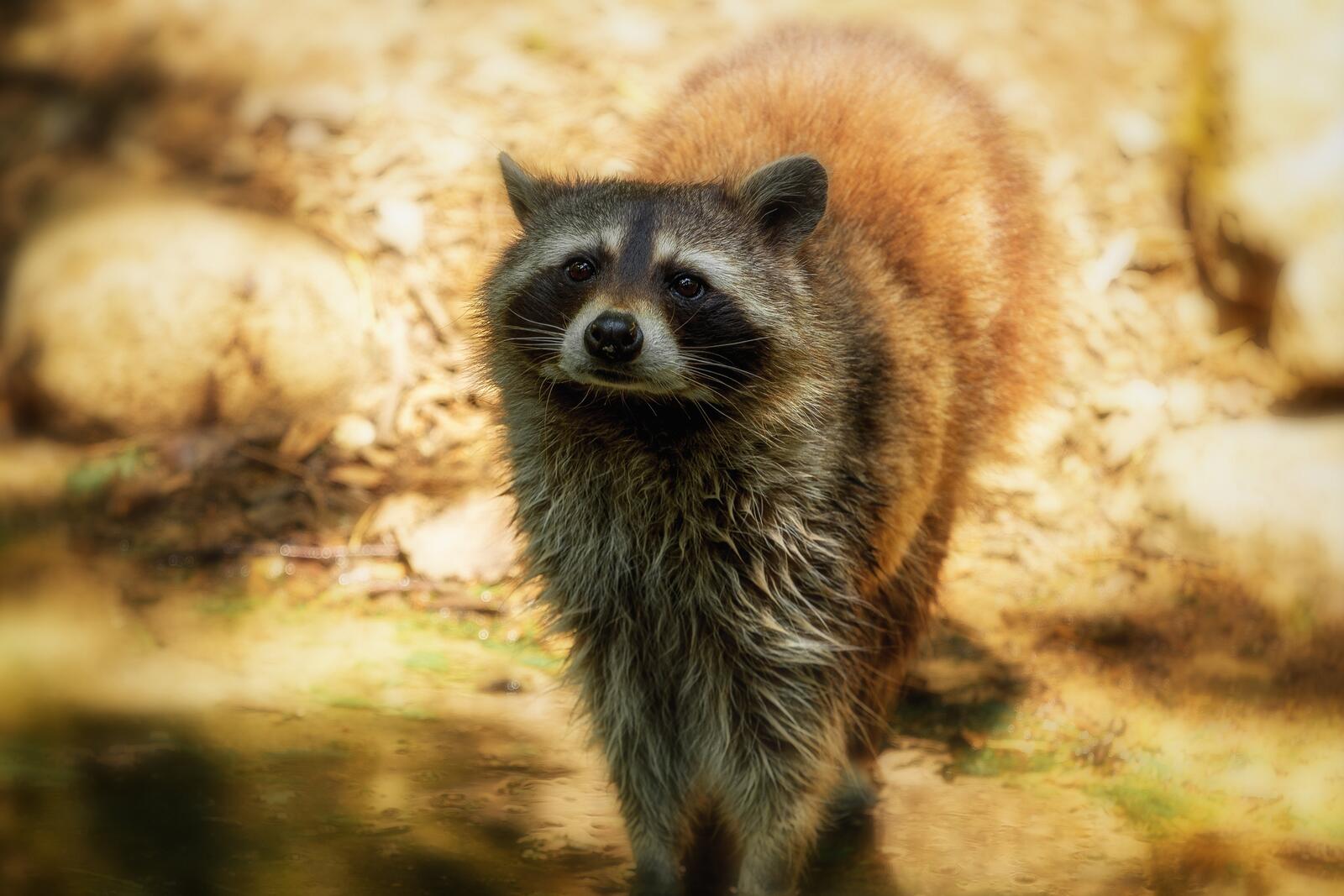 Free photo Cute raccoon