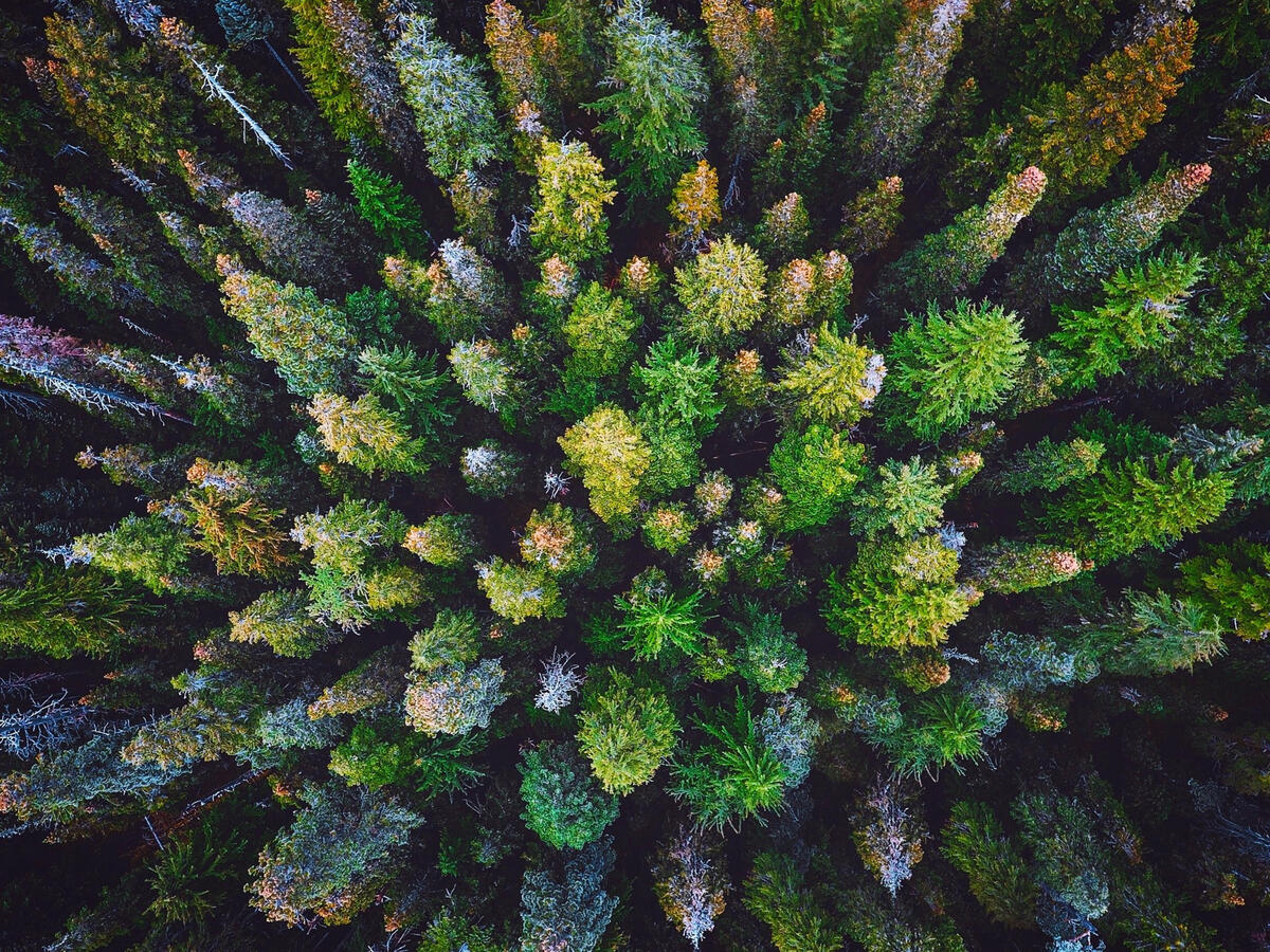Forest view from above