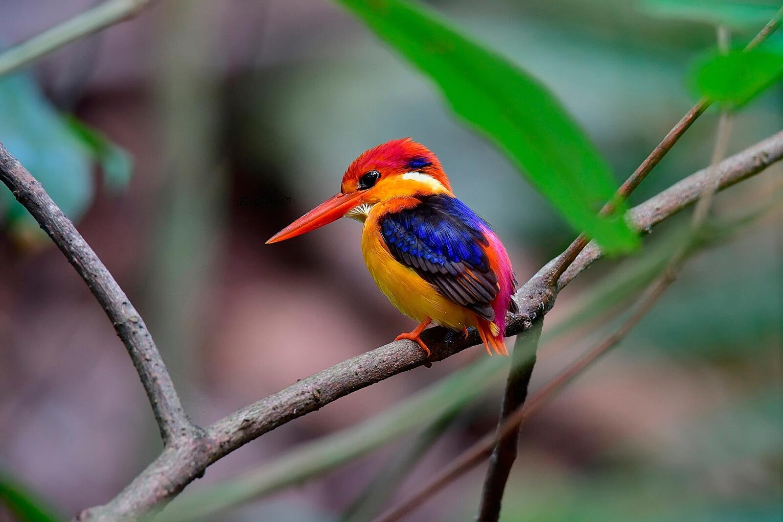 Бесплатное фото Маленькая цветная птичка кингфишер