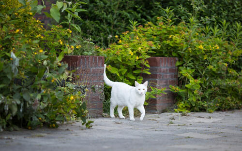 Белый кот гуляет по улице