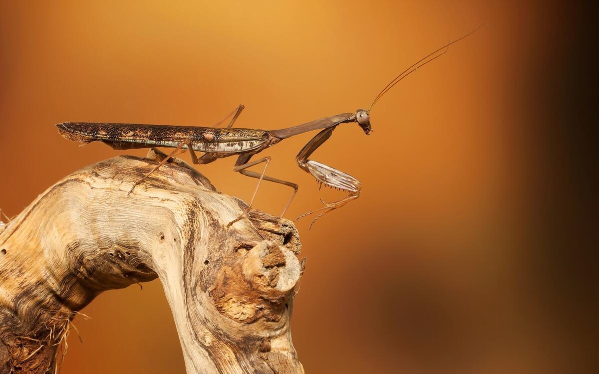 Mantis close-up on a tree branch