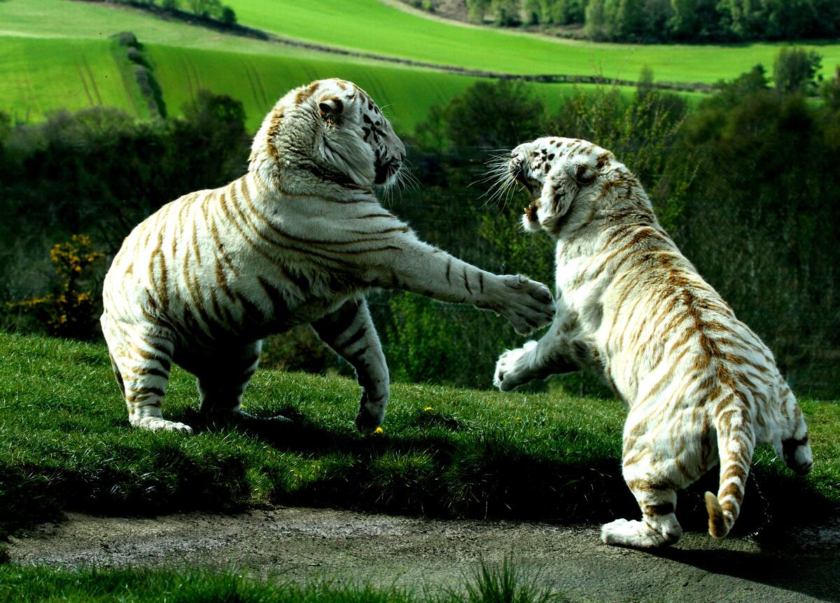 Two white tigers fighting