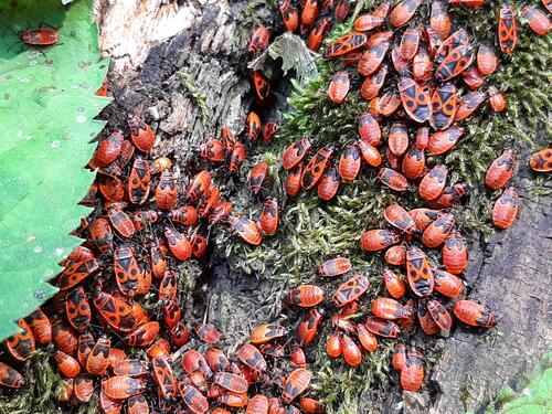A large accumulation of bedbugs-soldiers
