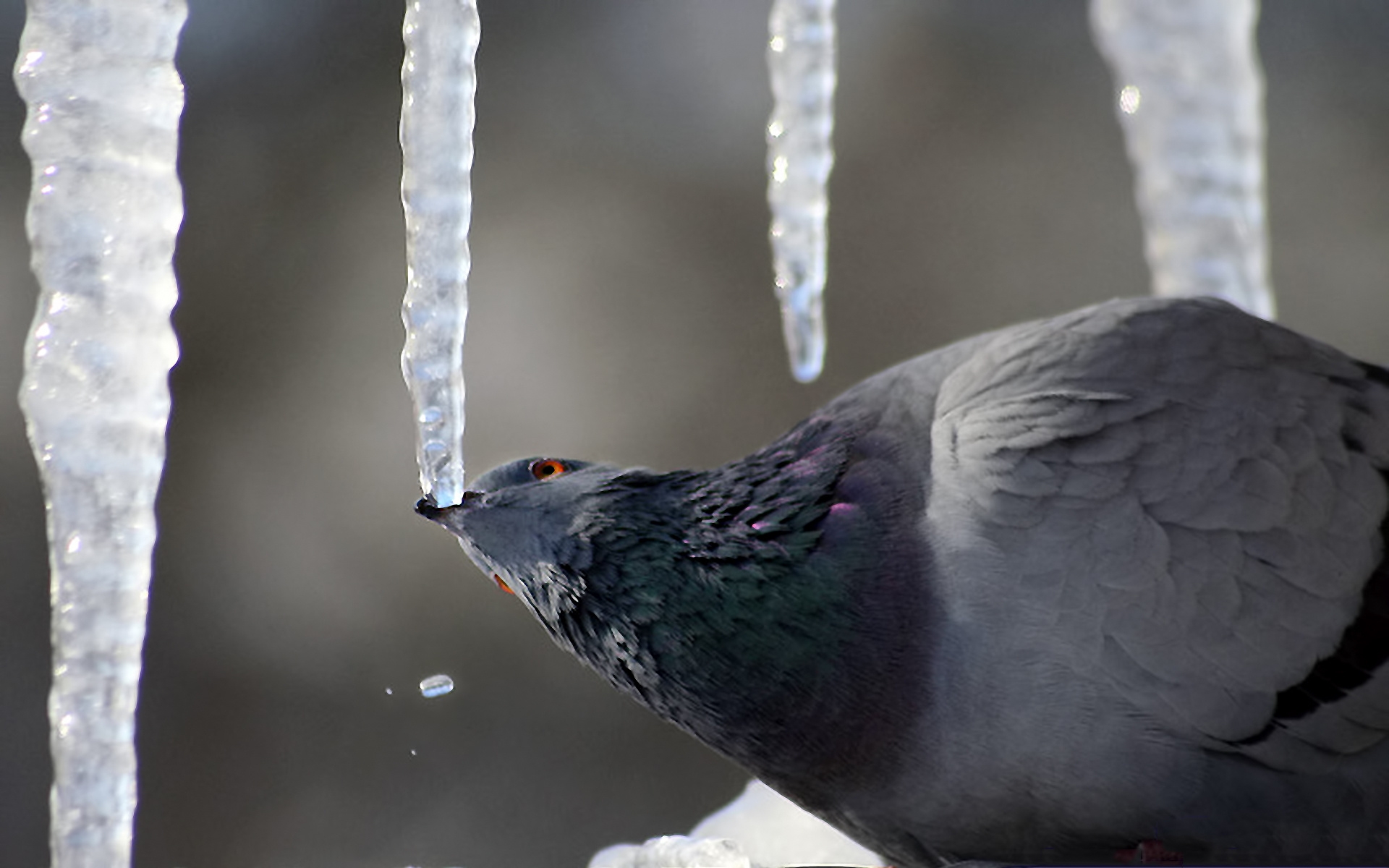Free photo A pigeon breaks an icicle