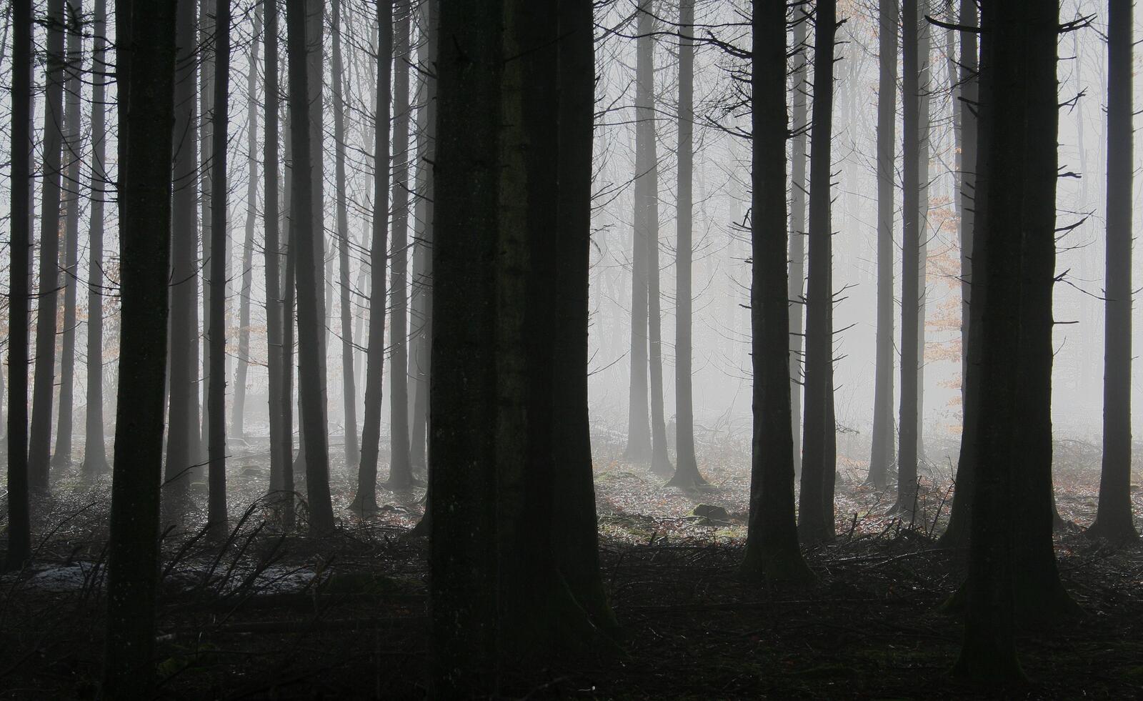 Бесплатное фото Изображение с силуэтом стволов деревьев в туманном лесу