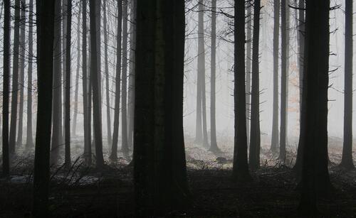 Image with silhouette of tree trunks in a misty forest