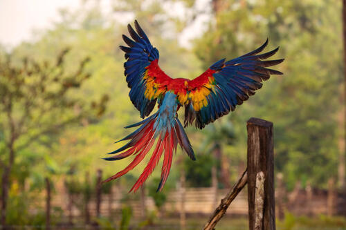 Красочный попугай Ара с расправленными крыльями