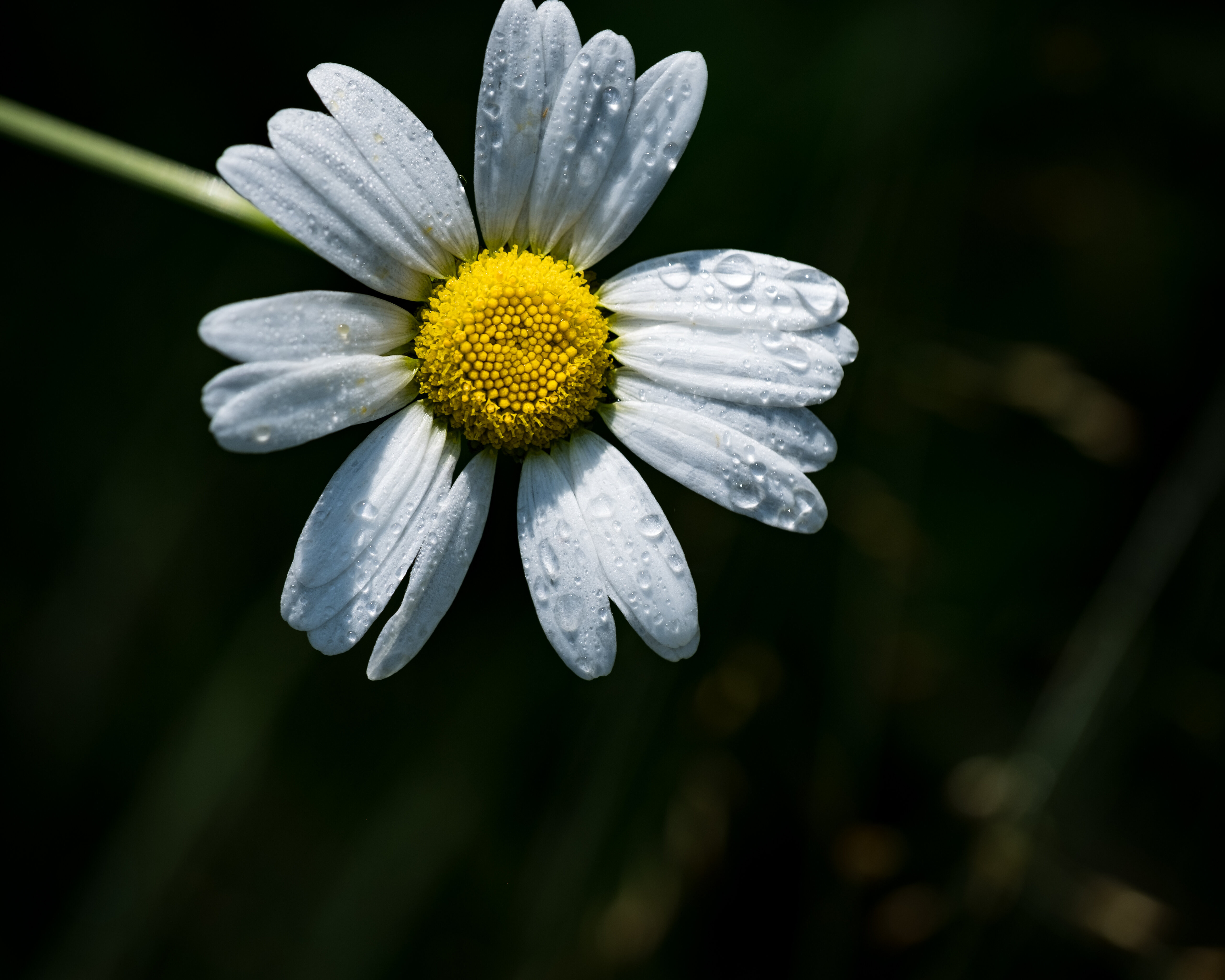 Drops of water on a lonely daisy