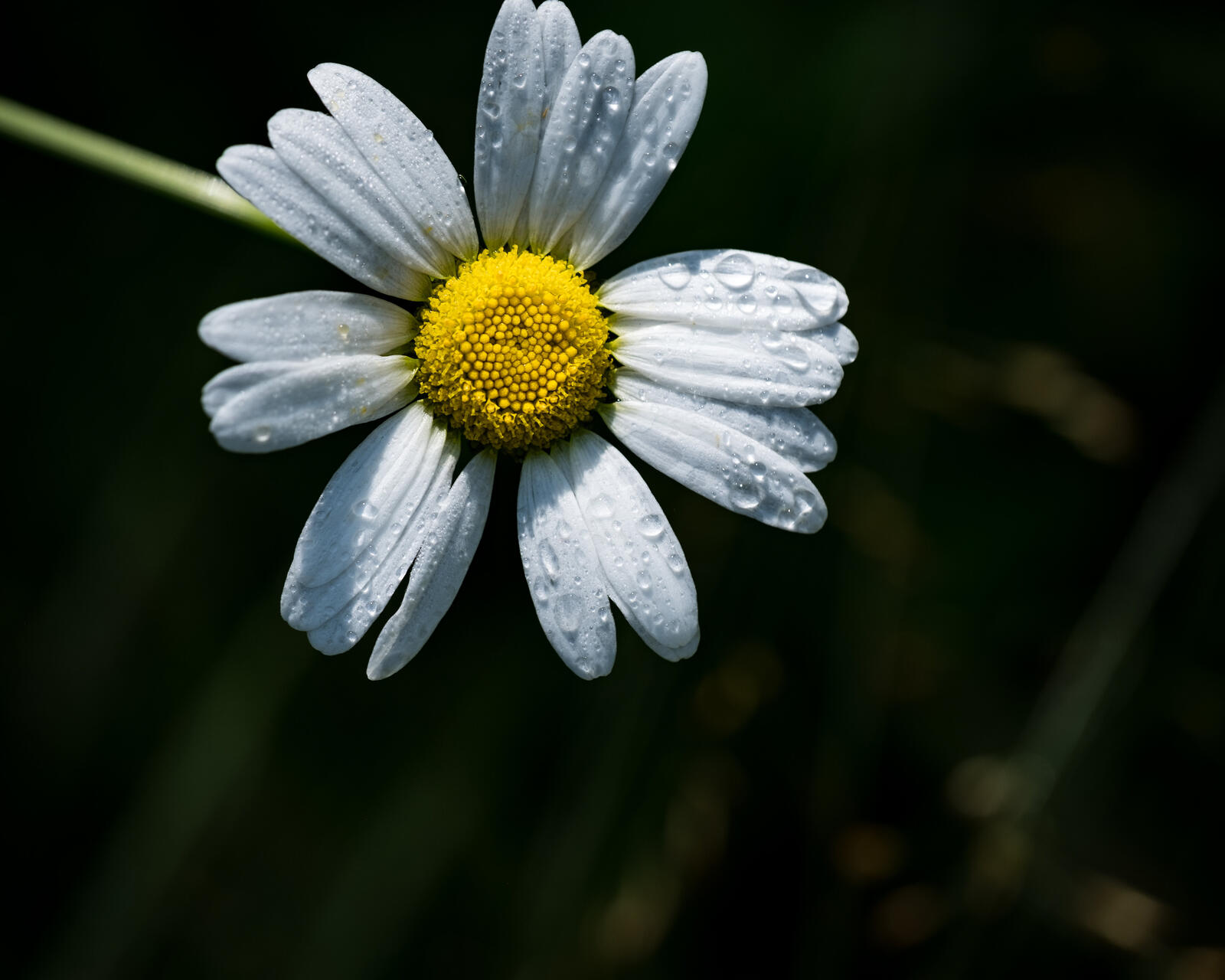 Free photo Drops of water on a lonely daisy