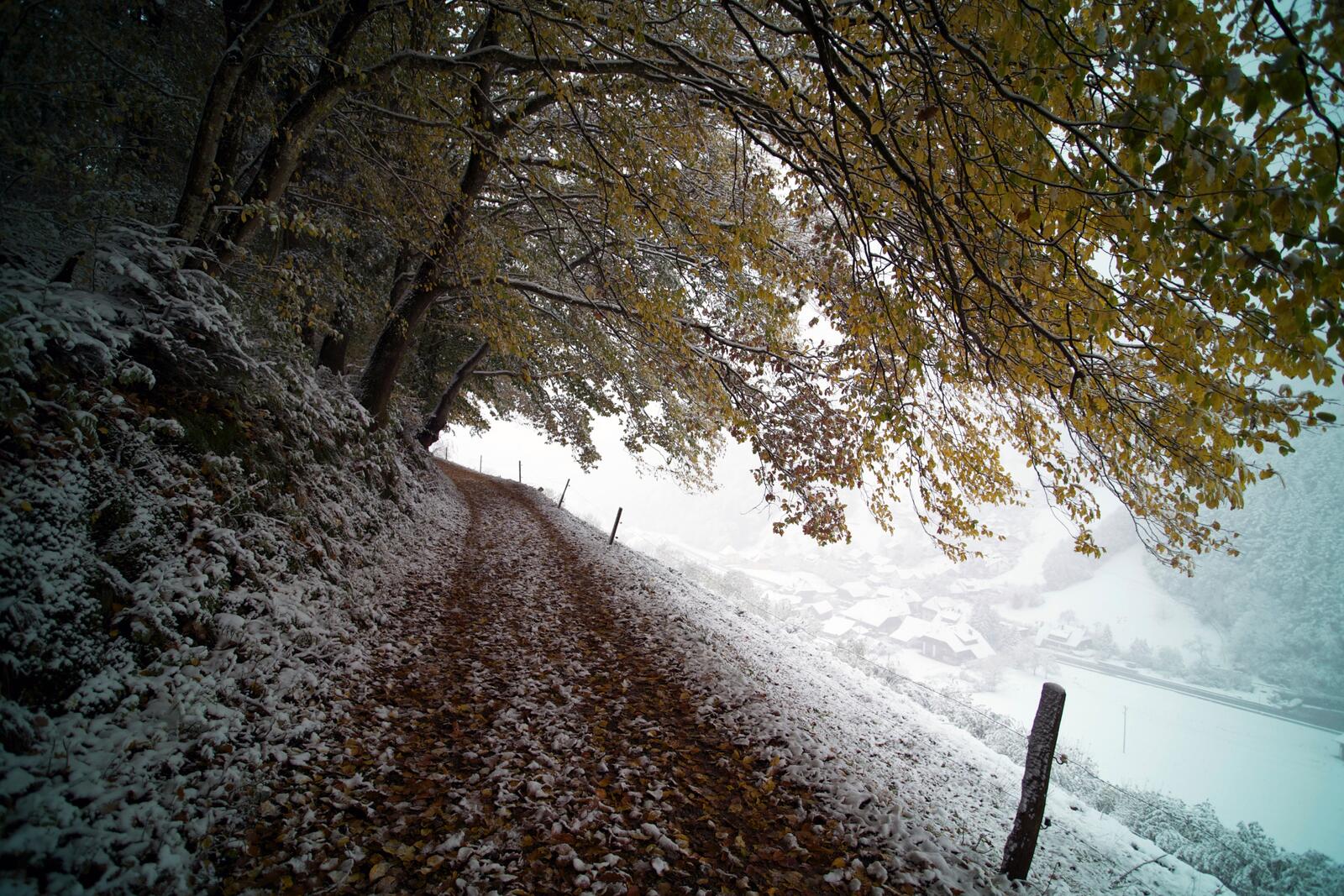 Бесплатное фото Первый снег на осенней траве