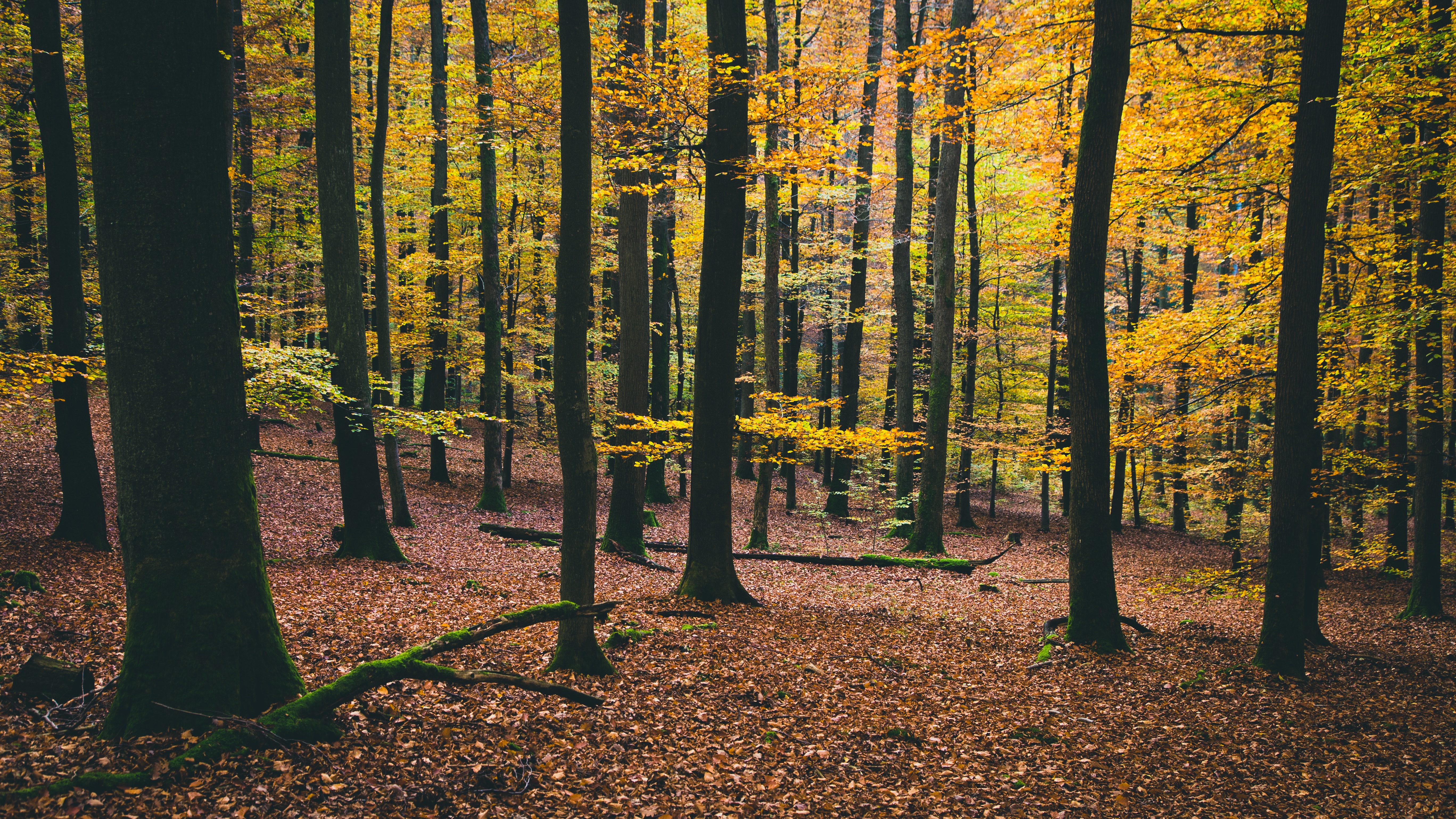 美丽的秋日森林