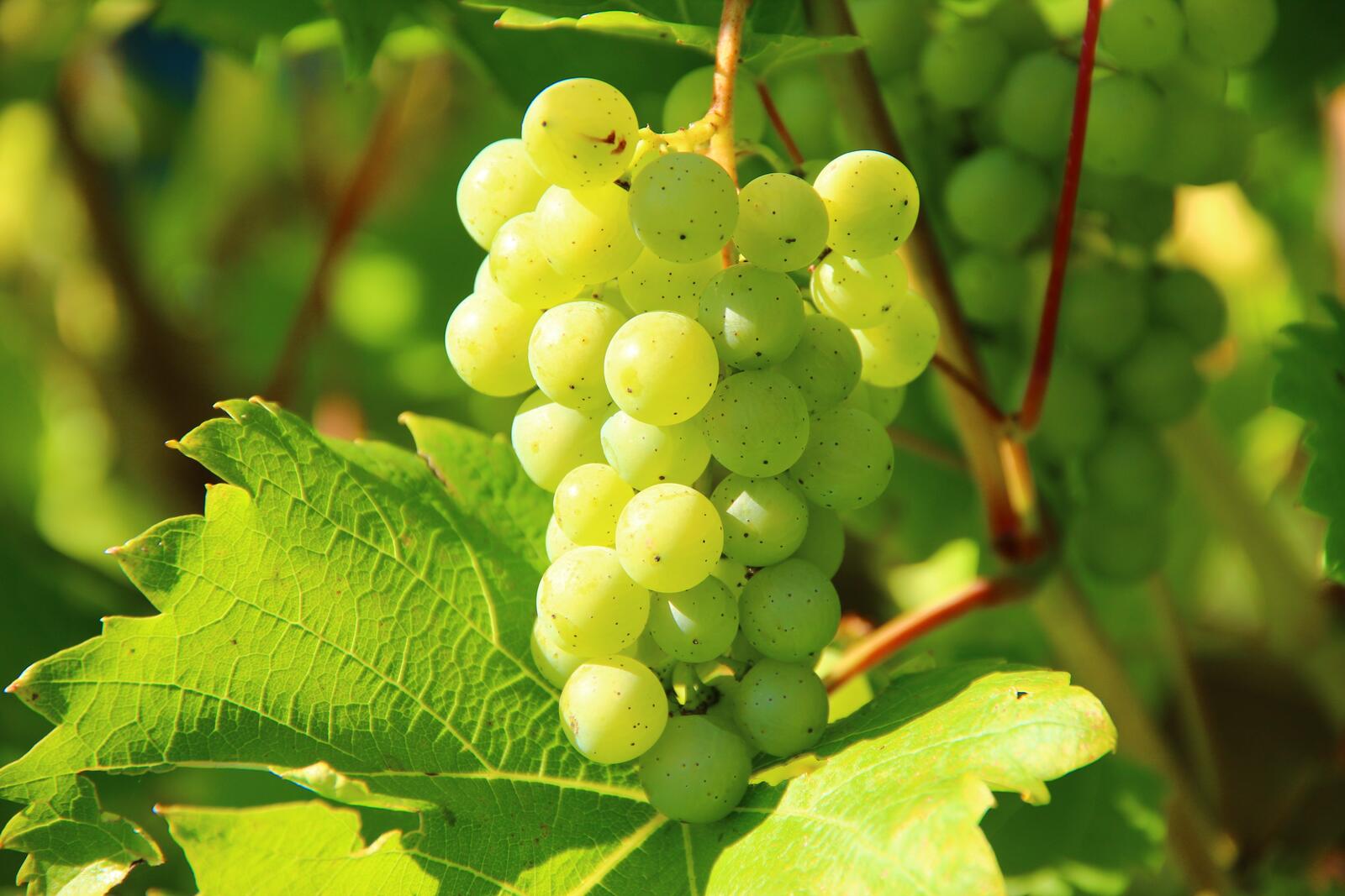 Бесплатное фото Веточка с зеленым виноградом