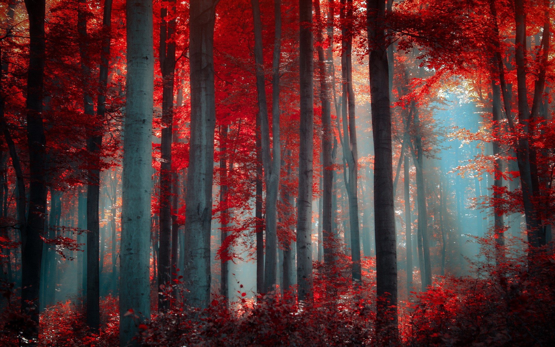 Trees in the forest with red leaves