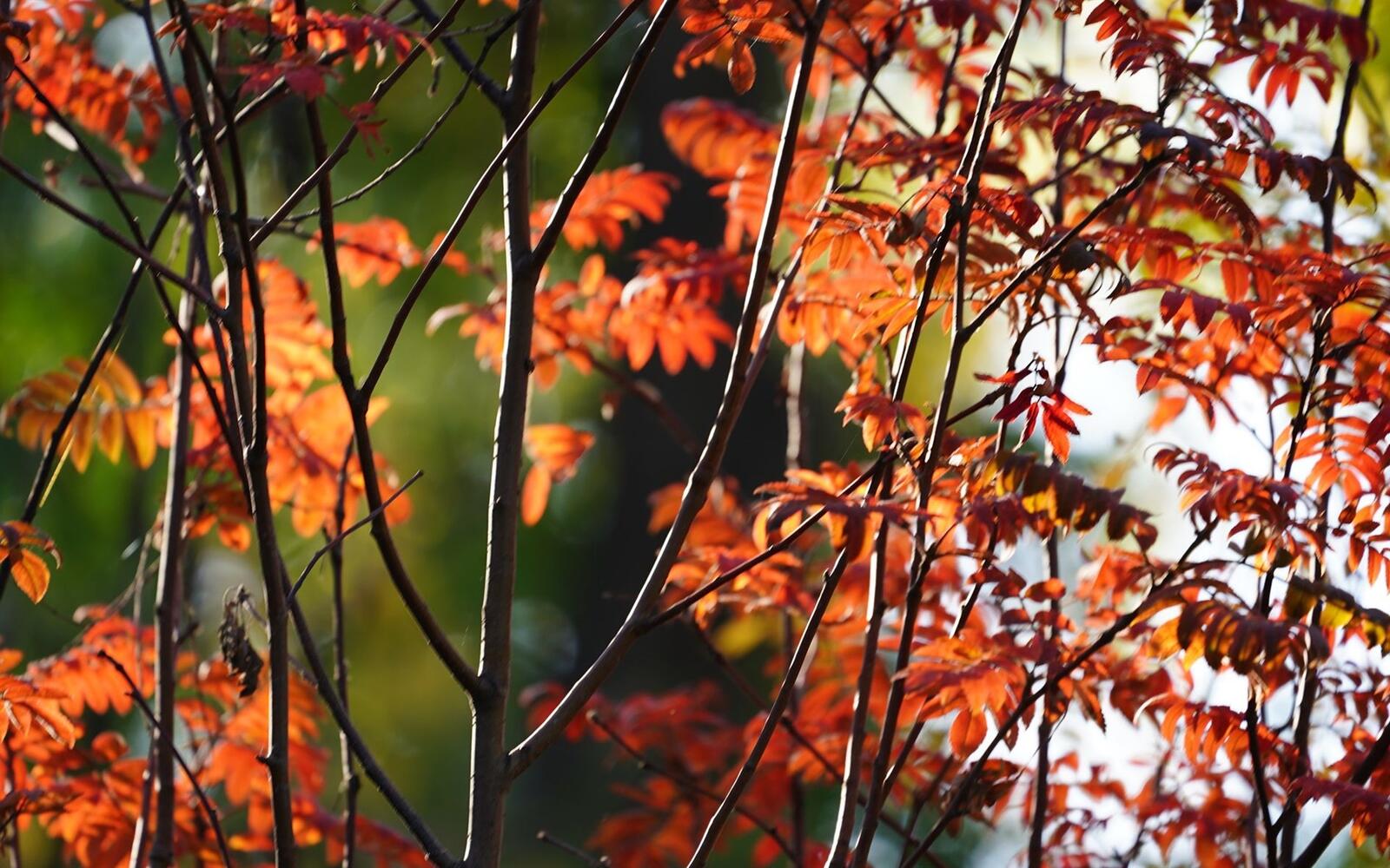 Free photo Tree branches with gold-colored autumn leaves