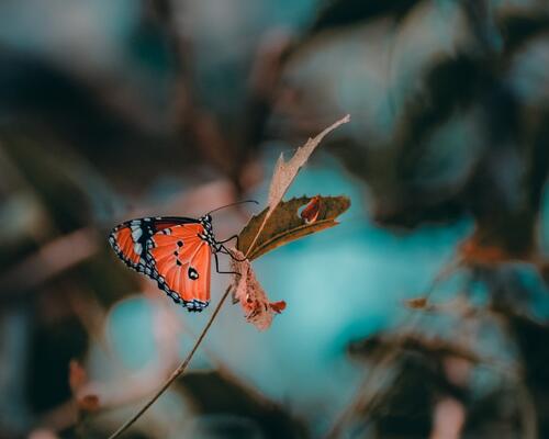 A little butterfly sits on a dry leaf