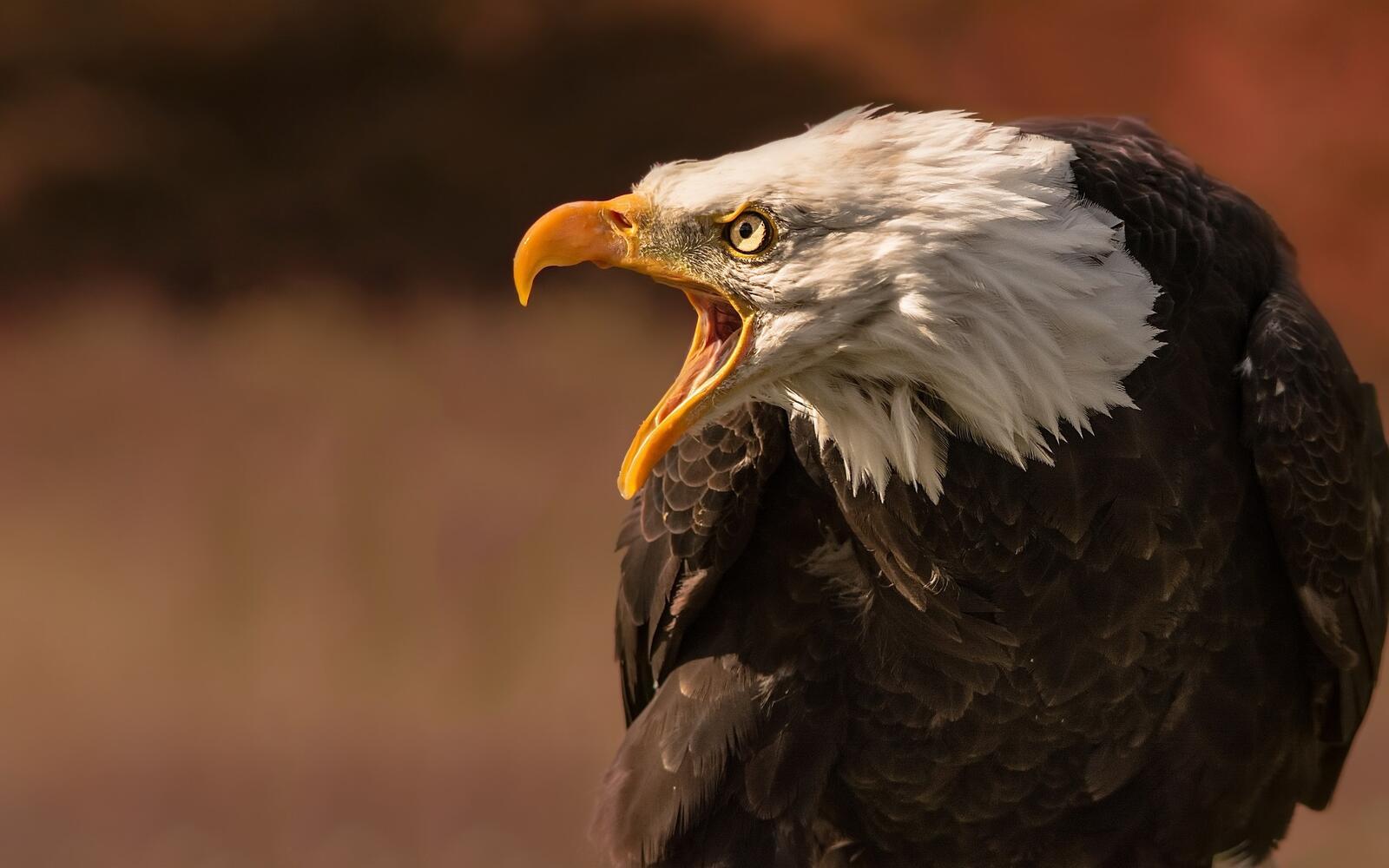 Бесплатное фото Агрессивный белоглавый Орёл